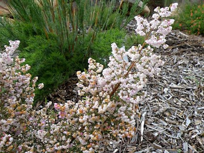 Erica quadrangularis