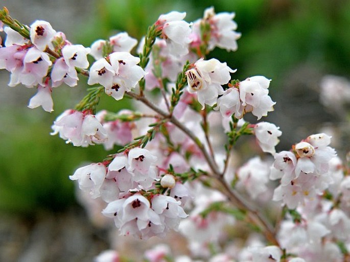 Erica quadrangularis