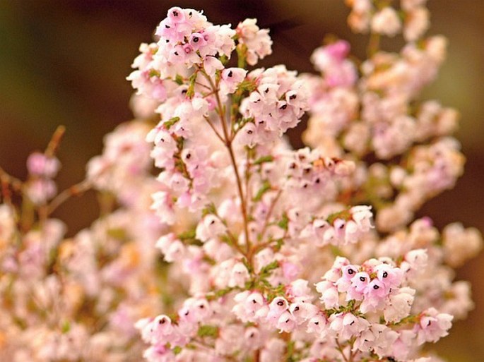 Erica quadrangularis