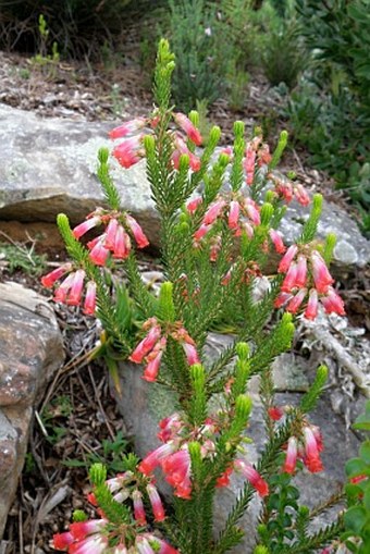 Erica regia