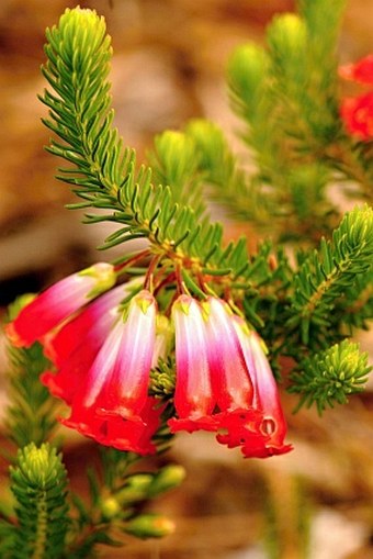 Erica regia