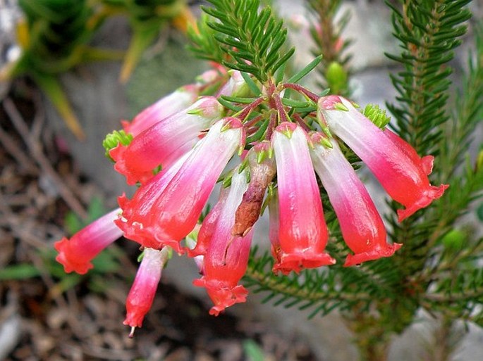 Erica regia