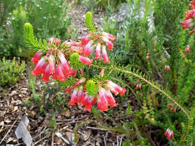 Erica regia