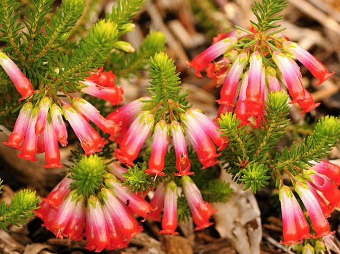 ERICA REGIA Salisb. – vřesovec / vresovec