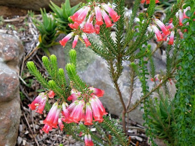 Erica regia