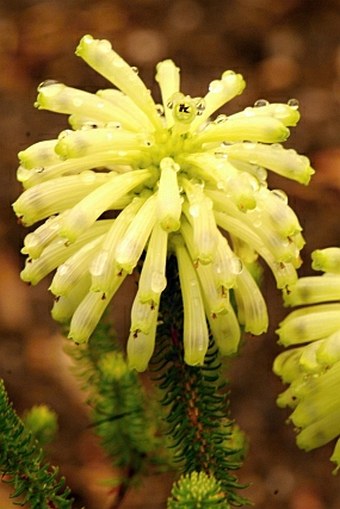 Erica sessiliflora