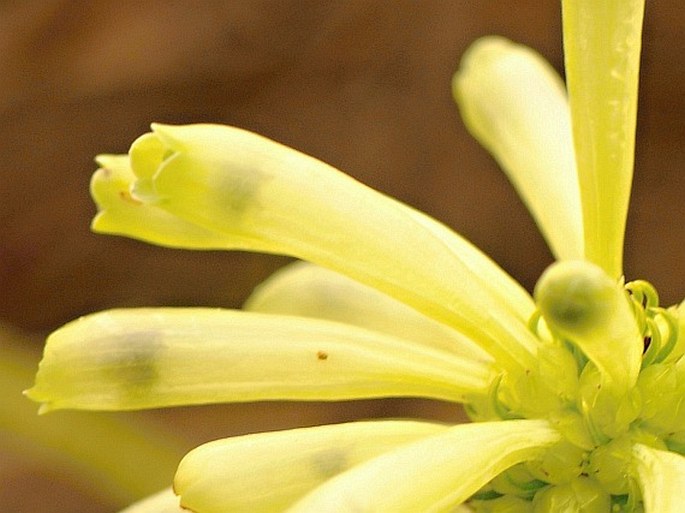 Erica sessiliflora