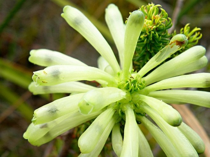 Erica sessiliflora