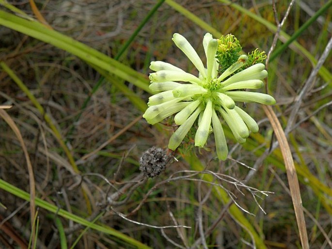 Erica sessiliflora