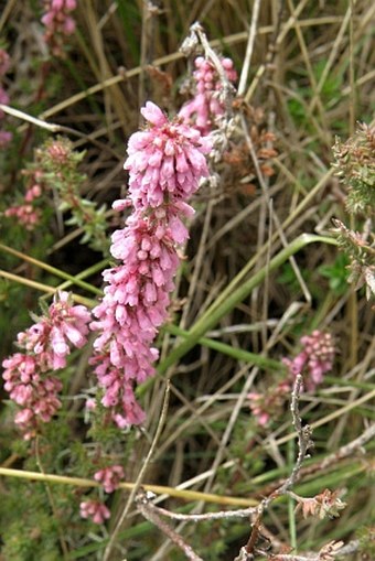 Erica silvatica