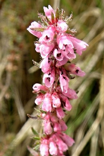 Erica silvatica