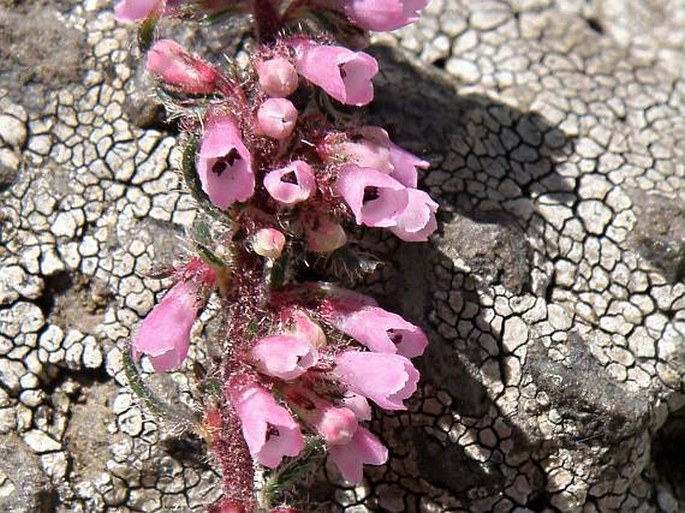 Erica silvatica