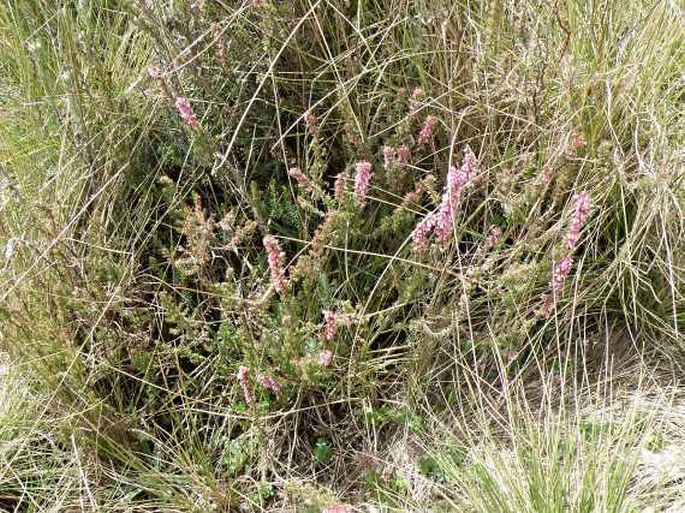 Erica silvatica