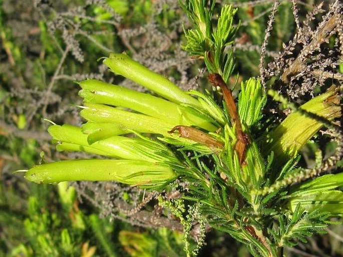 Erica unicolor