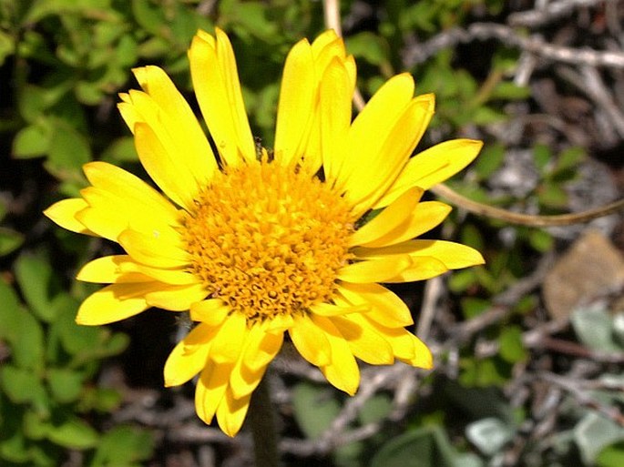 Erigeron aureus