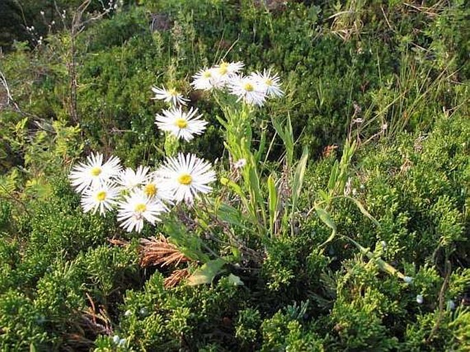 Erigeron caespitosus