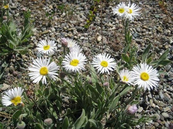 Erigeron caespitosus