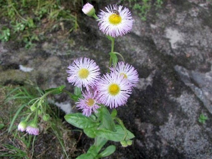 Erigeron glabellus