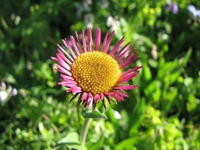 Erigeron glabellus