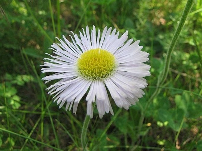 Erigeron glabellus