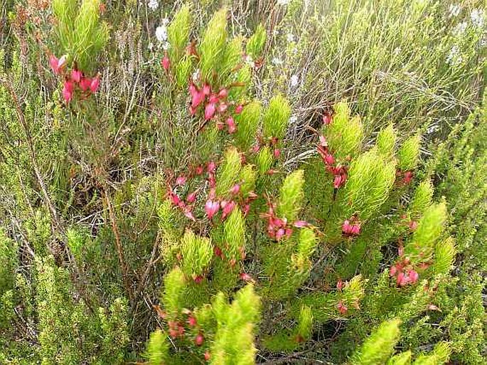 Erica plukenetii subsp. lineata