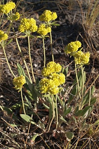 Eriogonum flavum