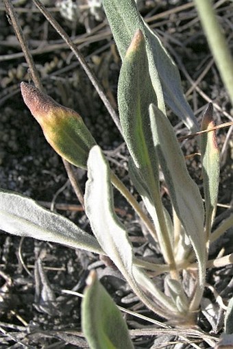 Eriogonum flavum