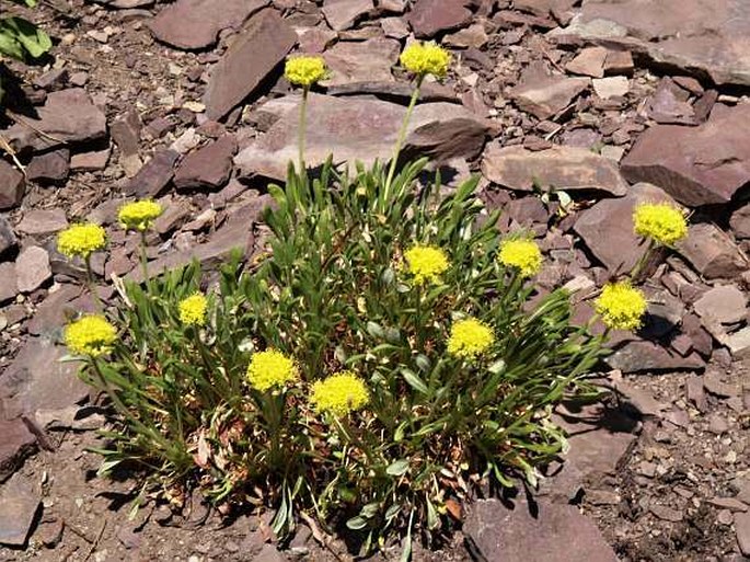 Eriogonum flavum