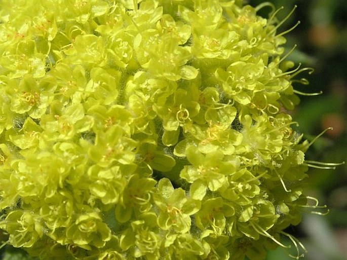 Eriogonum flavum