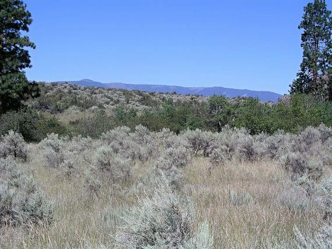 Eriogonum niveum