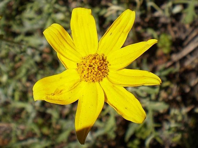 ERIOPHYLLUM LANATUM (Pursh) J. Forbes