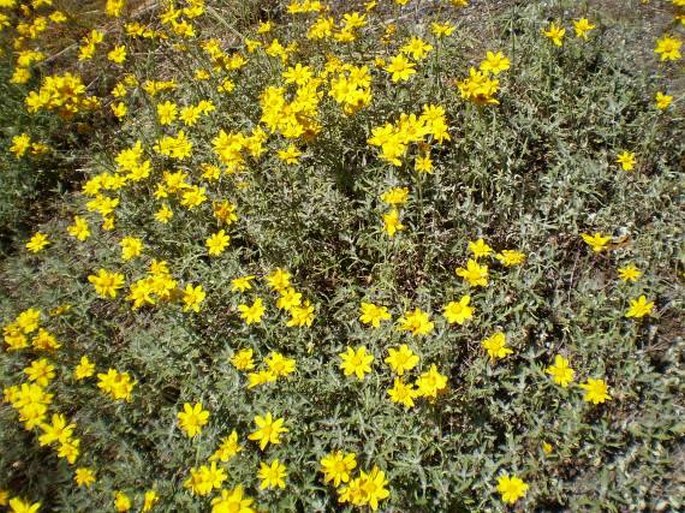 Eriophyllum lanatum