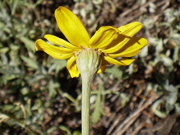 Eriophyllum lanatum