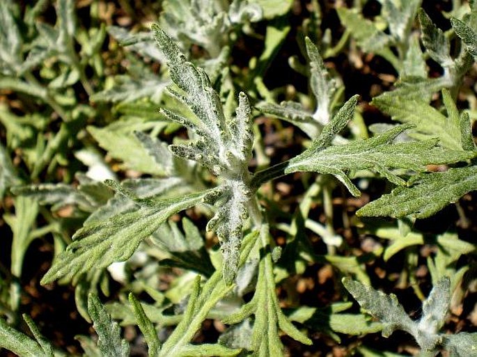 Eriophyllum lanatum