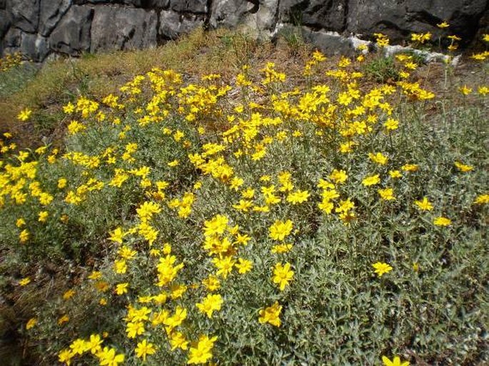 Eriophyllum lanatum