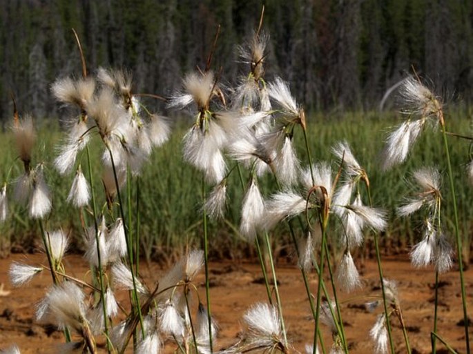 Eriophorum viridicarinatum