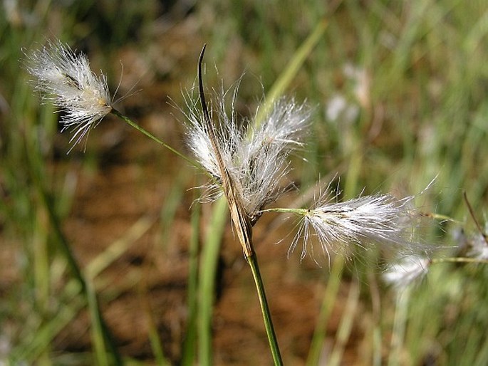 Eriophorum viridicarinatum