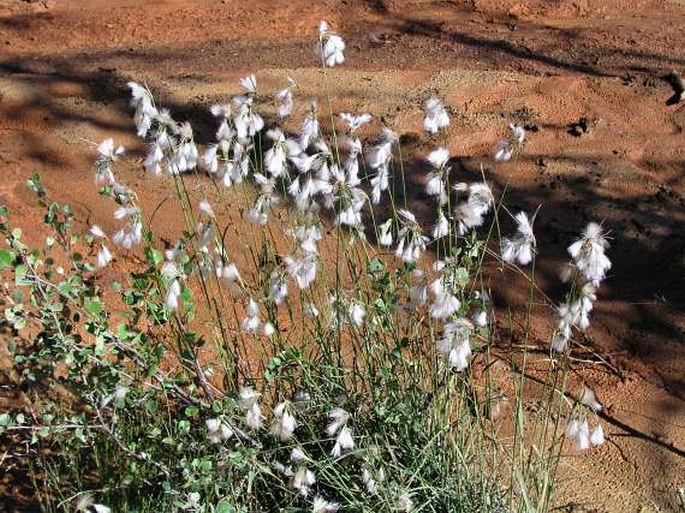 Eriophorum viridicarinatum