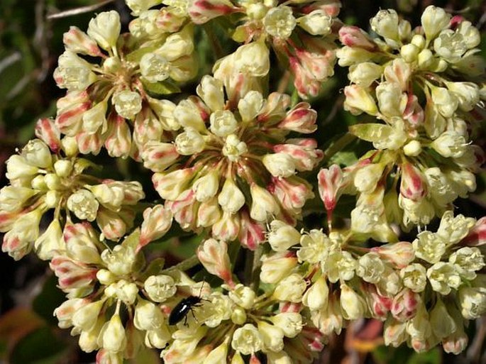 ERIOGONUM UMBELLATUM Torr.