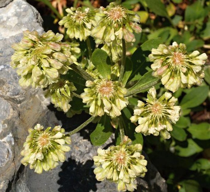 Eriogonum umbellatum