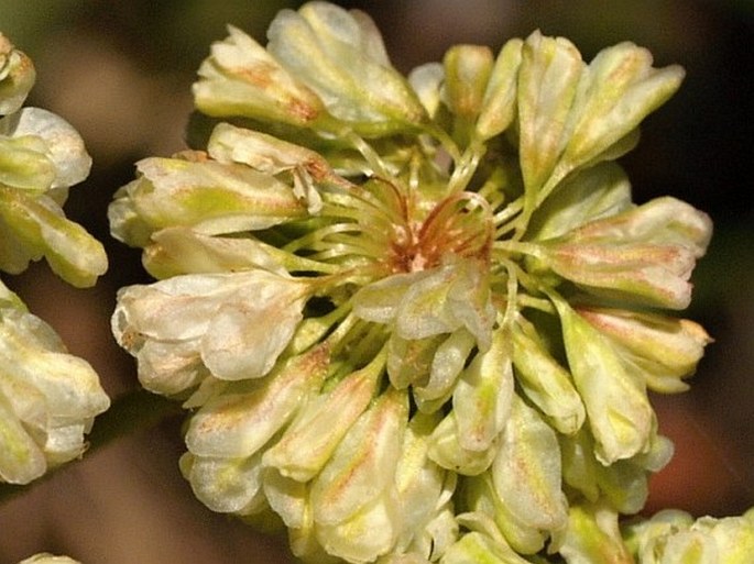 Eriogonum umbellatum