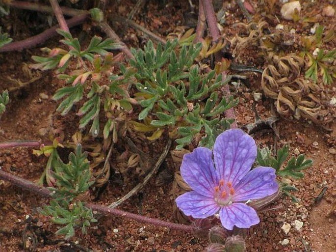 Erodium absinthoides subsp. armenum