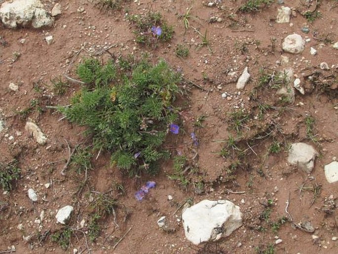 Erodium absinthoides subsp. armenum