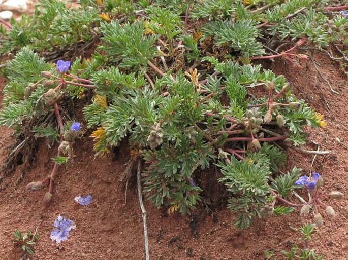 Erodium absinthoides subsp. armenum