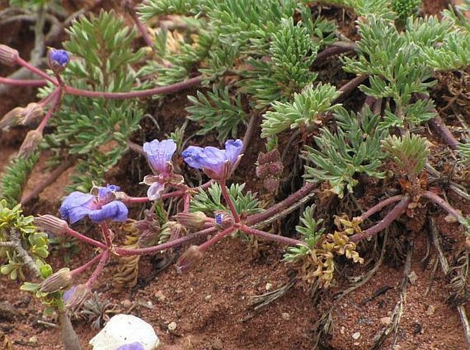 Erodium absinthoides subsp. armenum