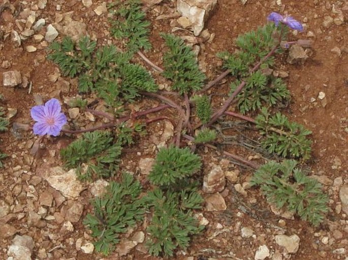 Erodium absinthoides subsp. armenum