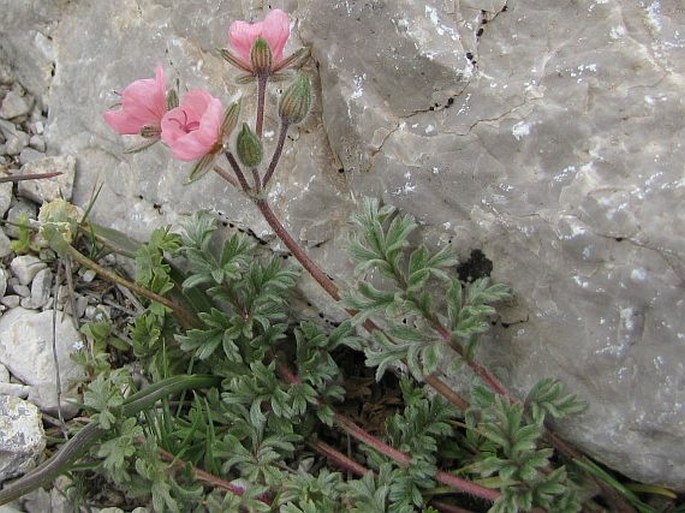 Erodium cedrorum