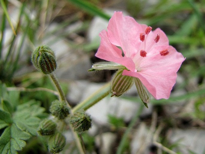 Erodium cedrorum