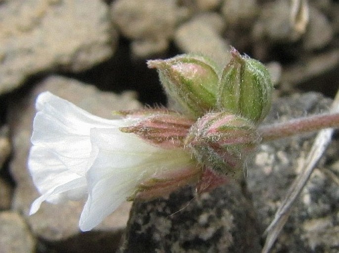 Erodium absinthoides subsp. haradjianii