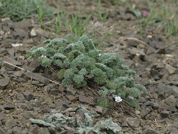 Erodium absinthoides subsp. haradjianii